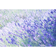 Aromatic fragrancia Lavanda Francesa para velas con Hoja de Piña, Eucalipto Fresco, Lavanda Silvestre, Lavandín